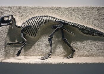 Denti fossili rivelano che alcuni dinosauri nutrivano i propri piccoli come uccelli